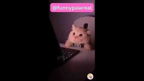 Funny animal videos