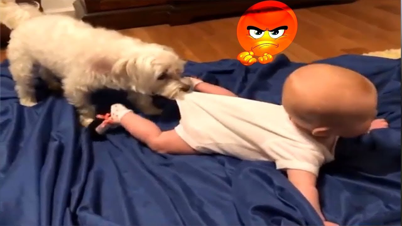 Funny Dog and Cat Videos For Kids to Watch Compilation