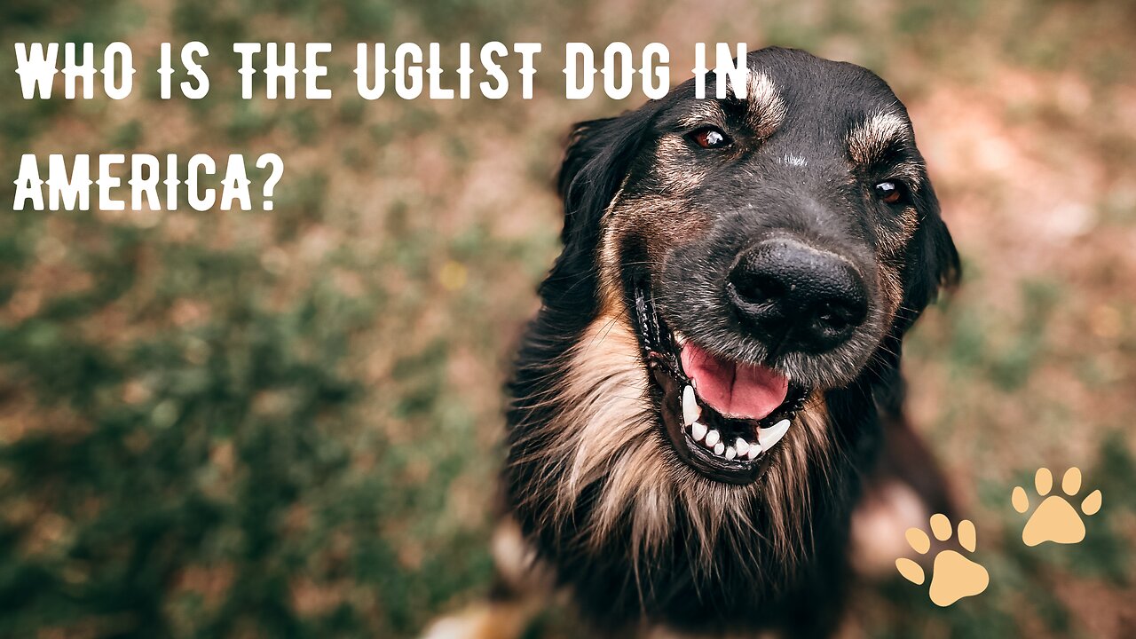 PosLog's First Ever Ugliest Dog In America Contest!