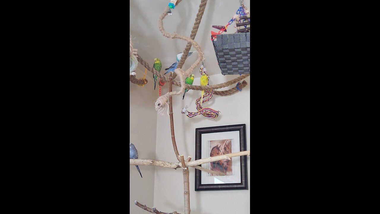 9 Active Budgies