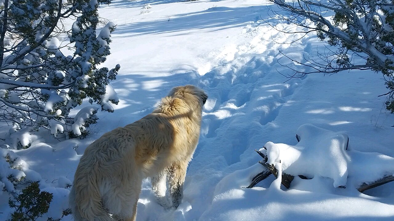 snow dogs