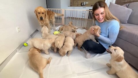 Inexperienced Dog Dad Learns To Parent His Puppies