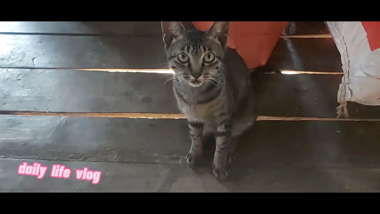 the cat knows how to pose and love in front of the camera