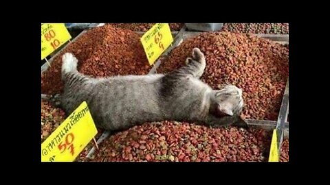 😻😹 Hilarious Cat Antics: Compilation №31