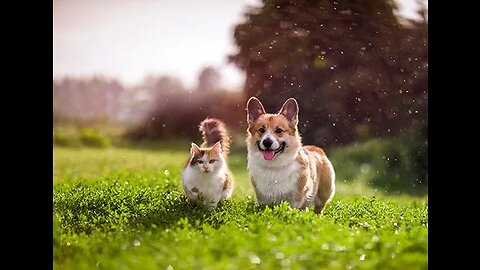 Cute dogs playing