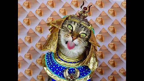 #shorts cat meme & kitten ( tik tok video ] - funny cats meow baby cute compilation [ cat cash home