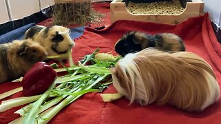 Guinea pigs eating fresh veggies