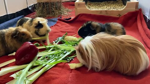 Guinea pigs eating fresh veggies