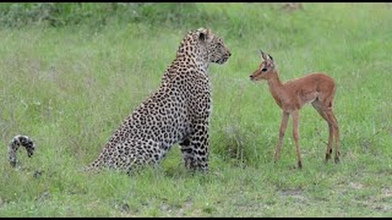 Incredible footage of leopard behaviour during impala kill - Sabi Sand Game Reserve, South Africa