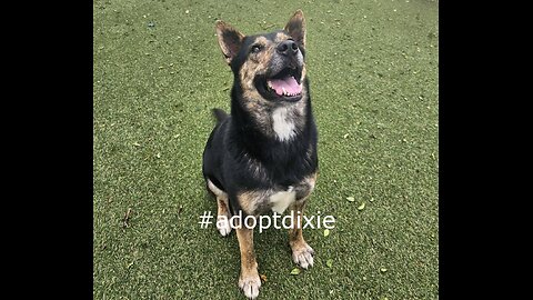 👩‍🏫Teaching Tuesdays! 💥Dixie has been adopted!💥