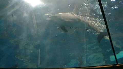 Dolphins Swimming at the Zoo