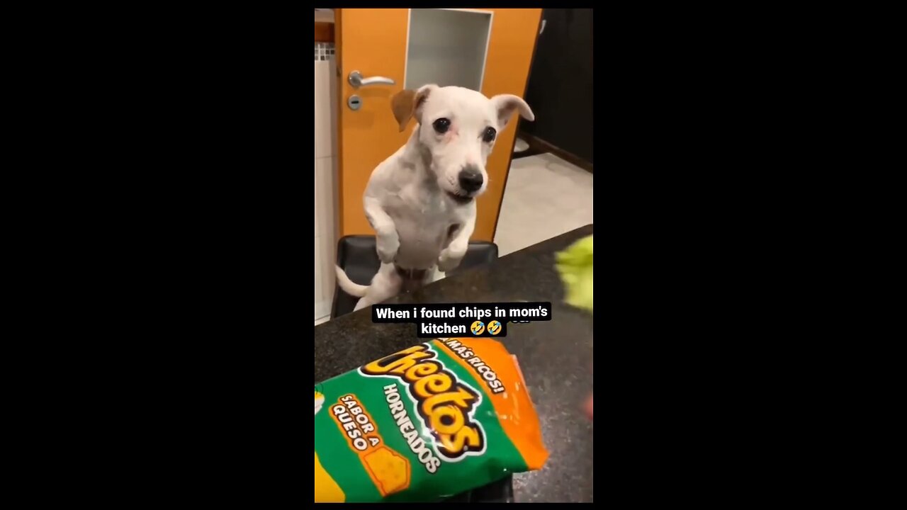 Dog gets mad at owner