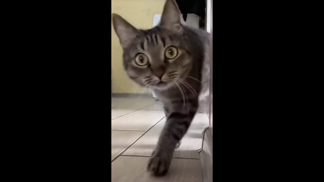 Cat watch every one