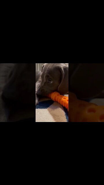 It don’t get no cuter than this 💕 #dog #doglover #puppy