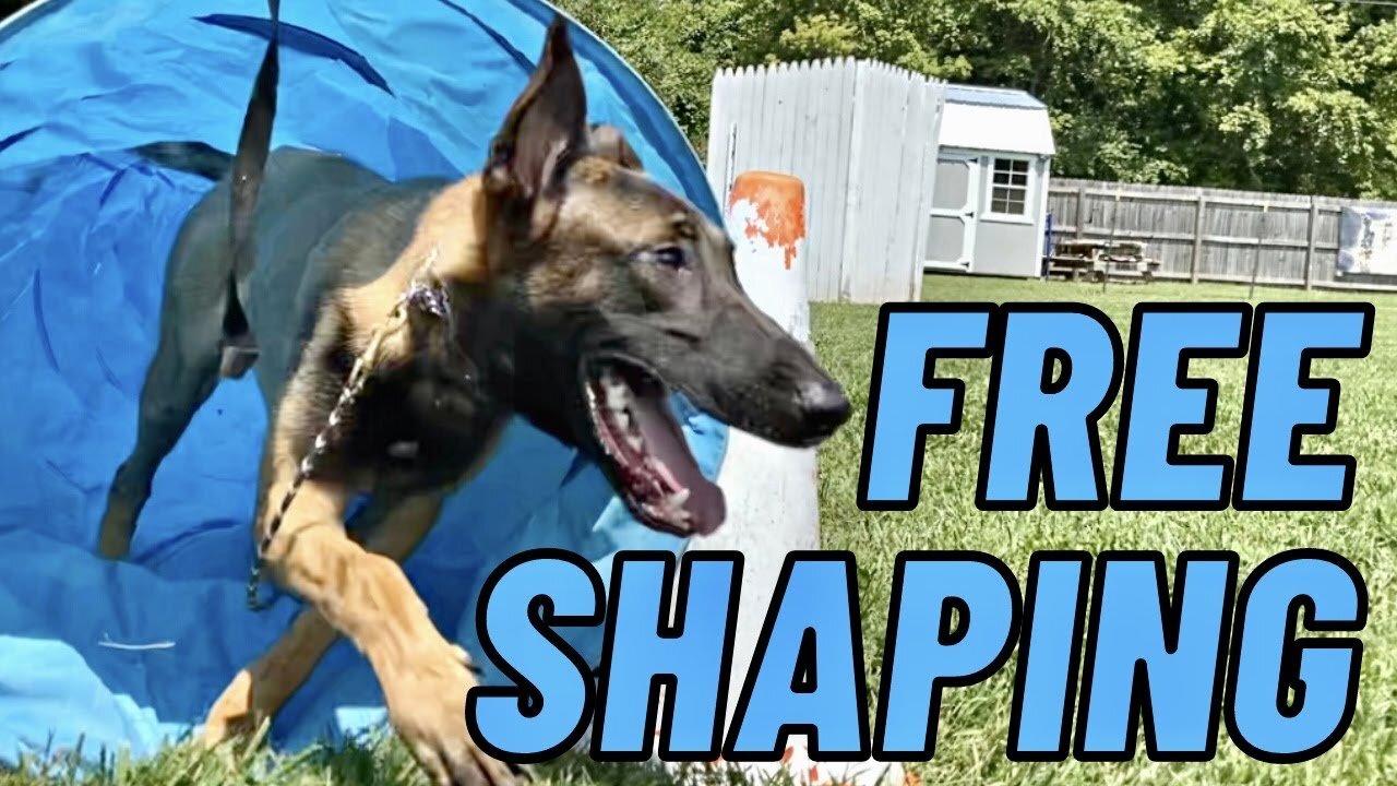 FREE SHAPING The Tunnel W/ My MALINOIS! SORT OF....