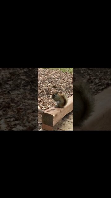Squirrels eating is so cute