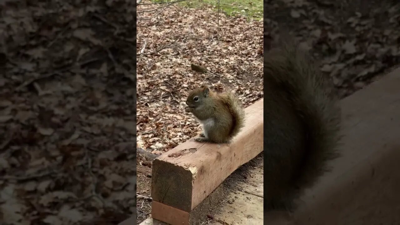 Squirrels eating is so cute