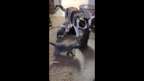 Momma And Her Kittens