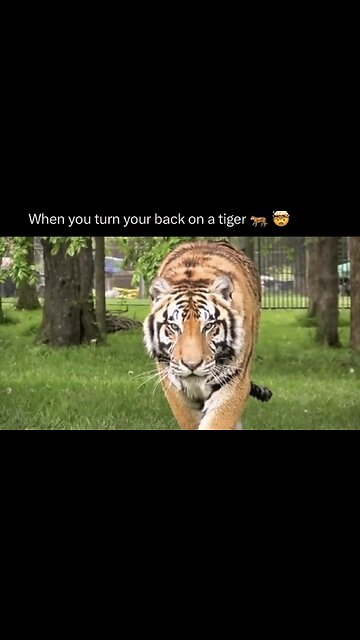 POV: you stopped looking at the tiger 🐅🥵🥵🥵