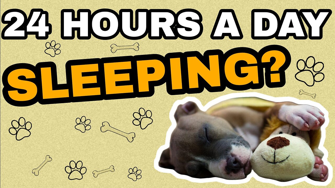 HOW MANY HOURS A DAY DO PUPPIES SLEEP? | Funny Animals Videos + Curiosities