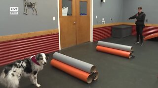 WELLNESS WEDNESDAY 4-20-2022 CANINE FITNESS MONTH: ADVENTURE K-9 5AM HIT