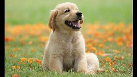 Very Beautiful and cute puppies dog