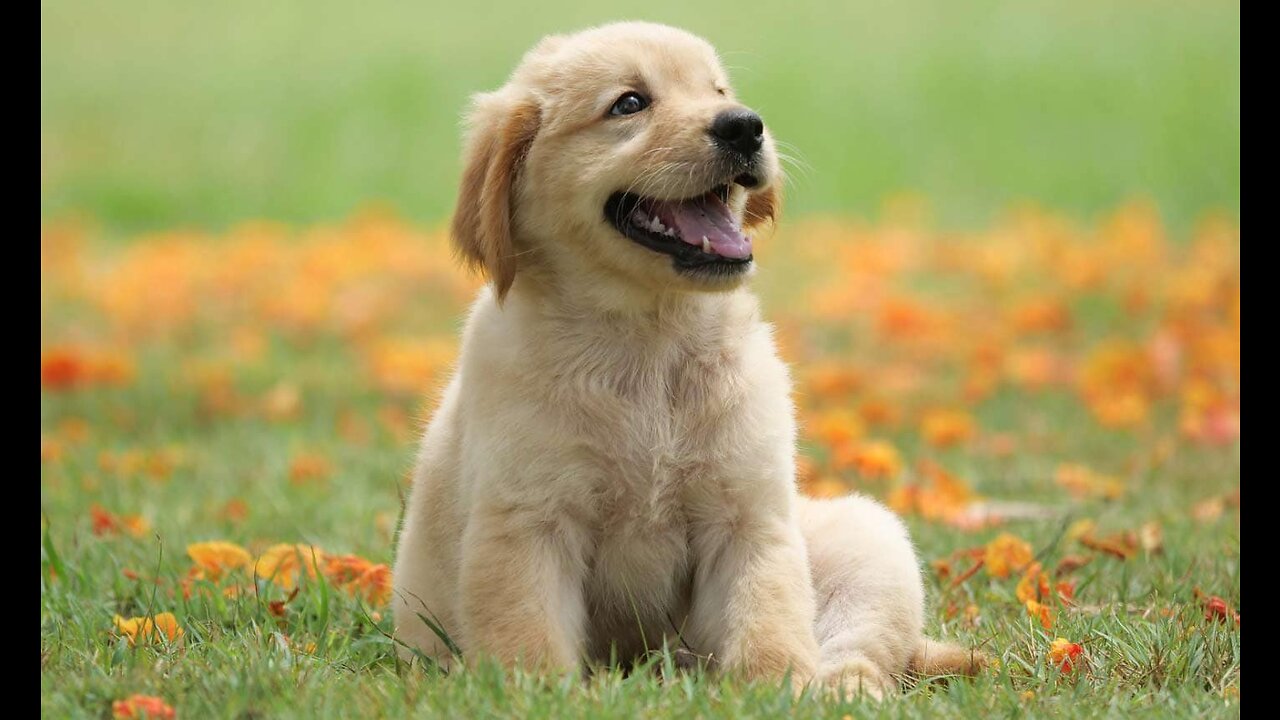 Very Beautiful and cute puppies dog