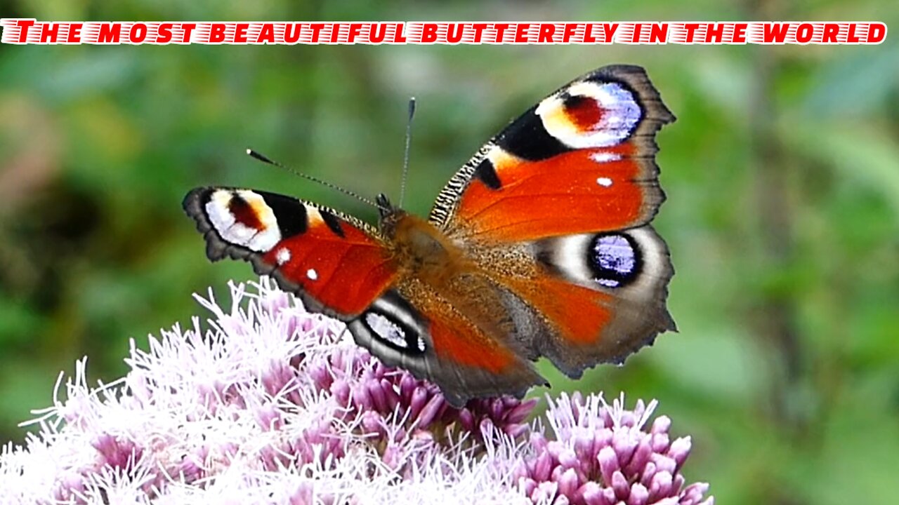 The most beautiful butterfly in the world