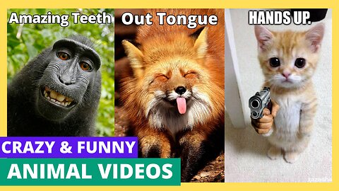 Funniest Animals 2023 😂 Funny Dogs and Cats Videos 😺🐶