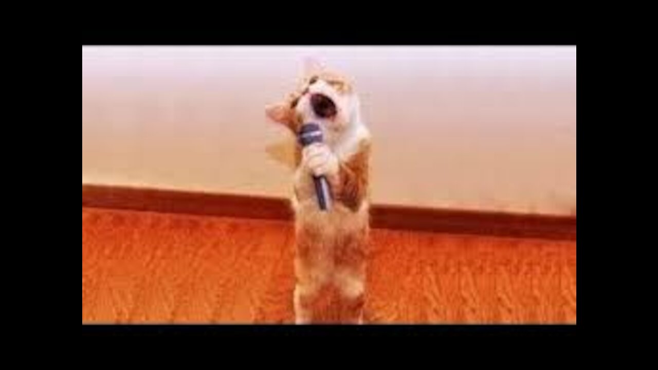 Cute and funny pets compilation of zoo pets