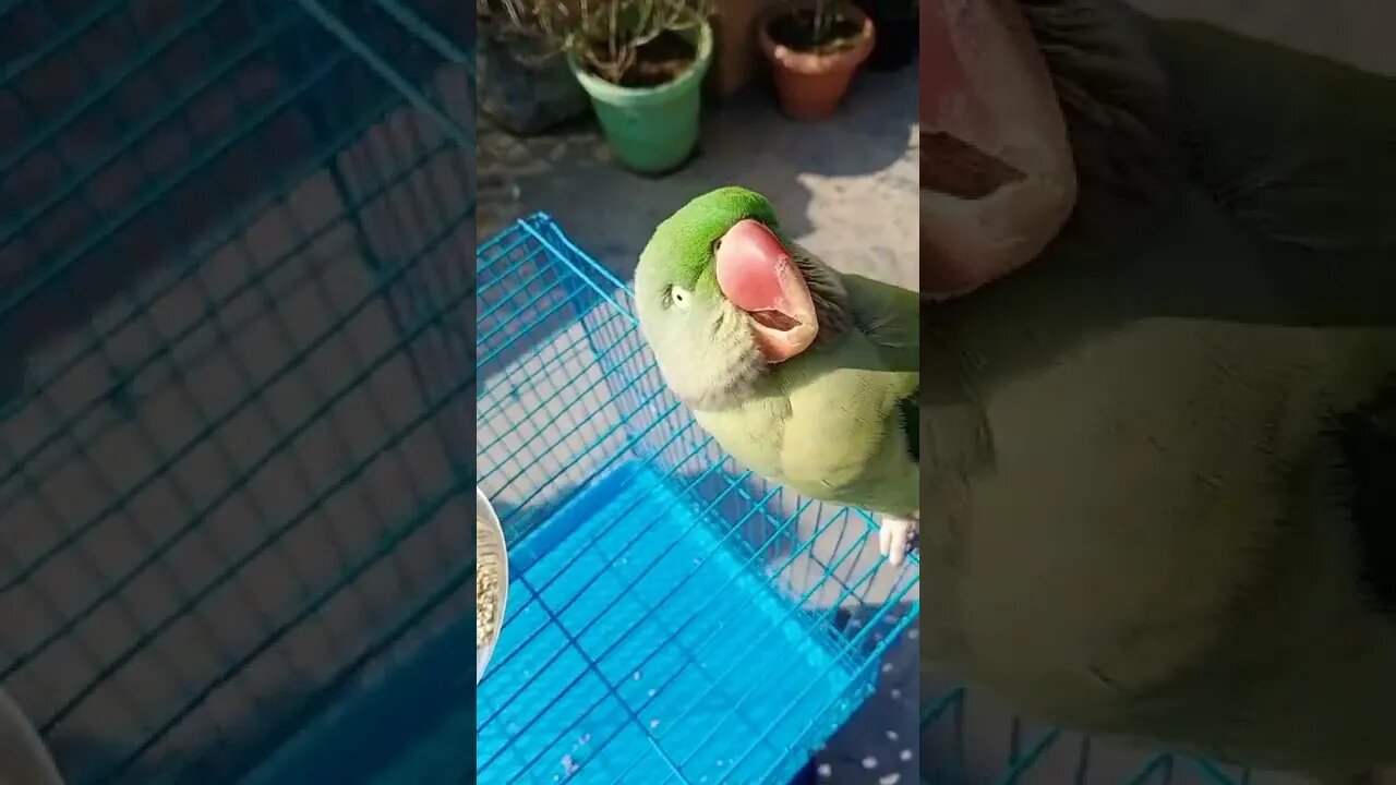 Lovely Parrot