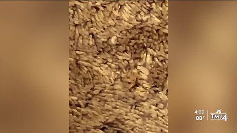 Conflicting reports about maggot infestation in Berrada apartments