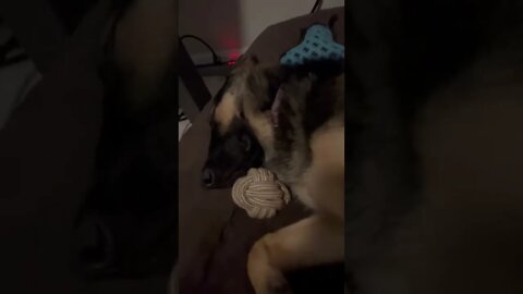 GSD pup is knocked out sleeping 😂