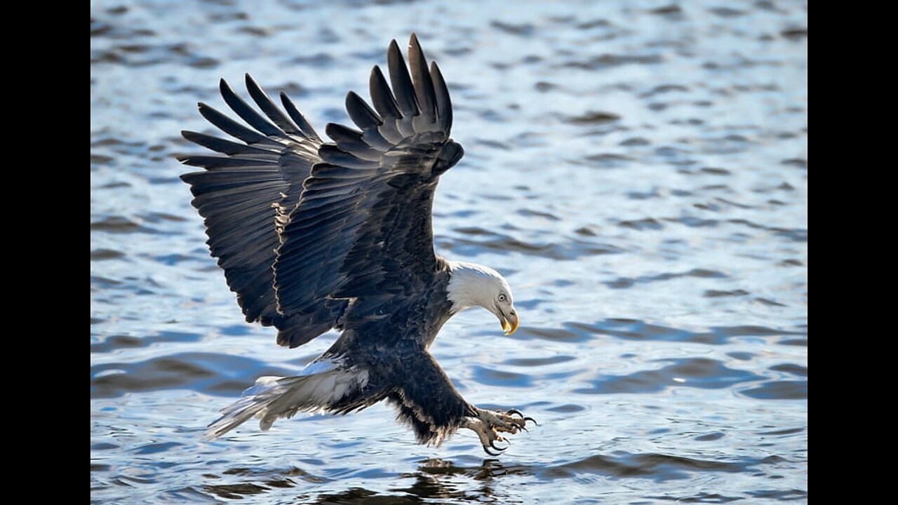 Eagle hunting techniques