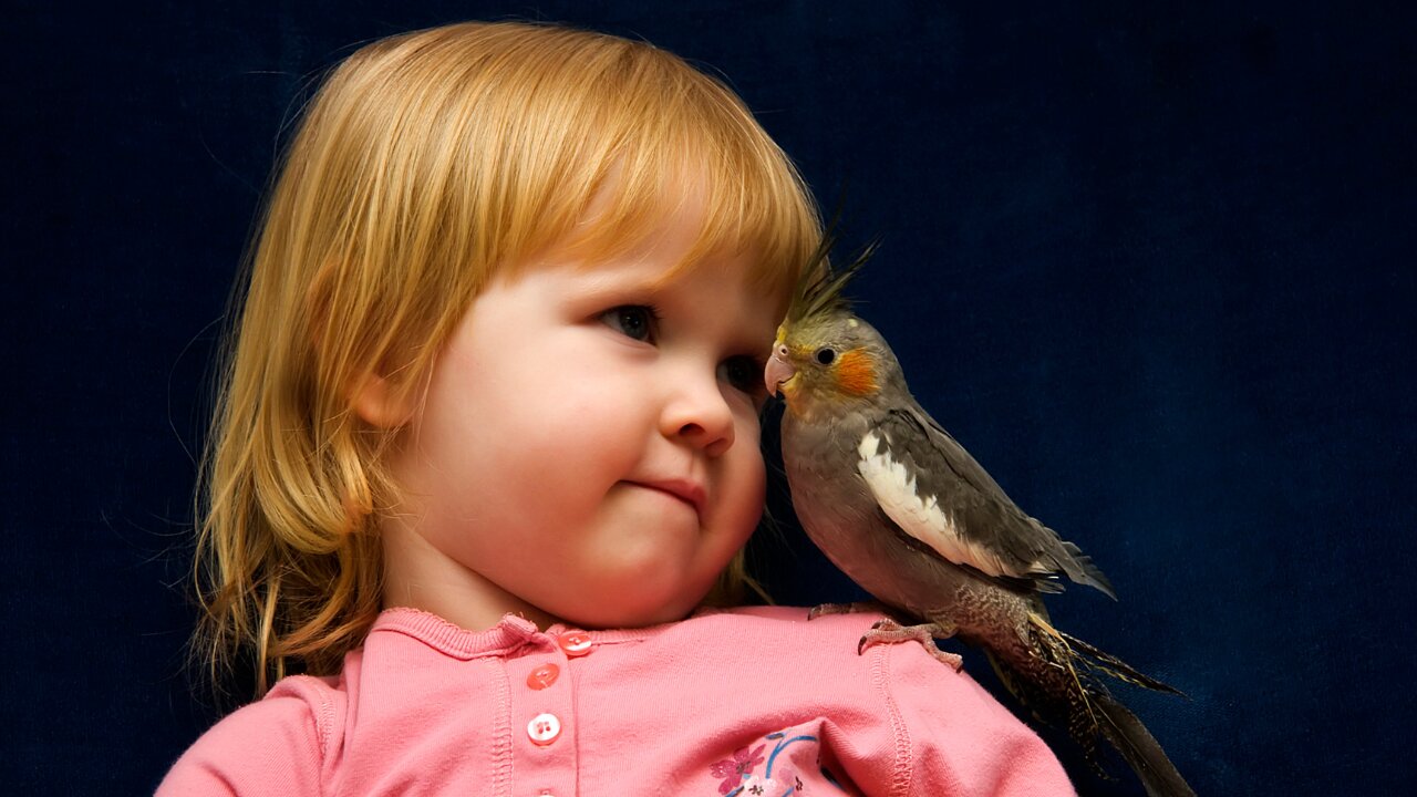 Cutest Cockatiels of 2023 # Animal world #