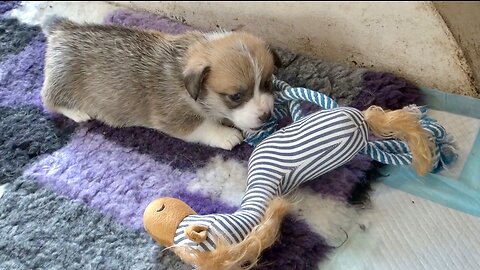 Willow's Litter 28 Days Old (4 weeks of age)