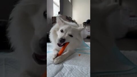 Dog Eating Carrot | Dog Lovers | #Shorts