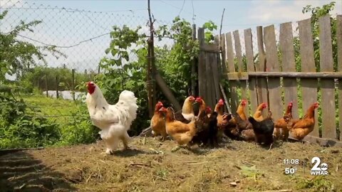 Harford Co. looks to ease restrictions on chicken ownership