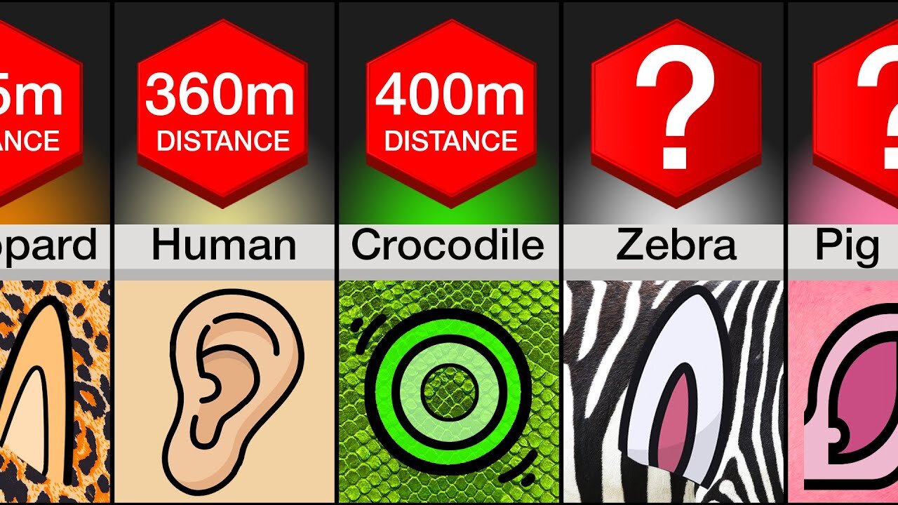 Comparison: Animals Ranked By Hearing