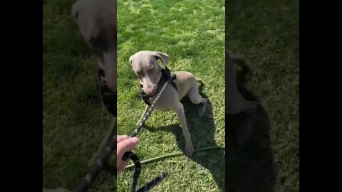 Rogue versus “the cat”