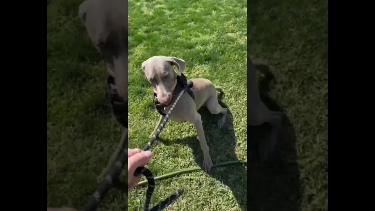 Rogue versus “the cat”