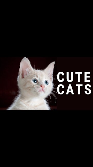 Cute Cats