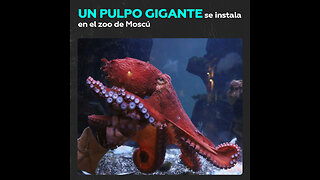 No es un Kraken, es un pulpo gigante real