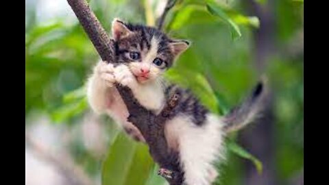 cat up a tree.