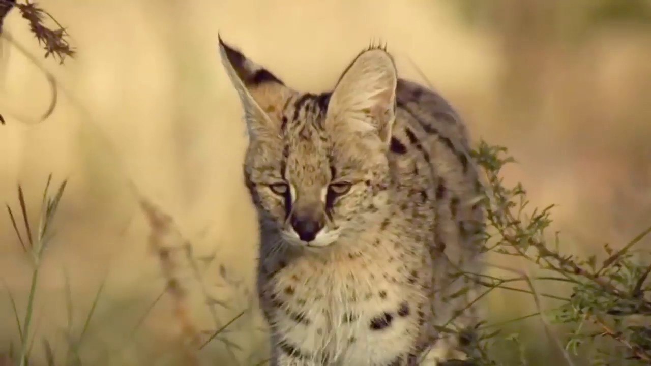 Fight street! Leopard vs Python Amazing Wild World