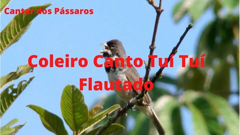 Coleiro Canto Tui Tui Flautado