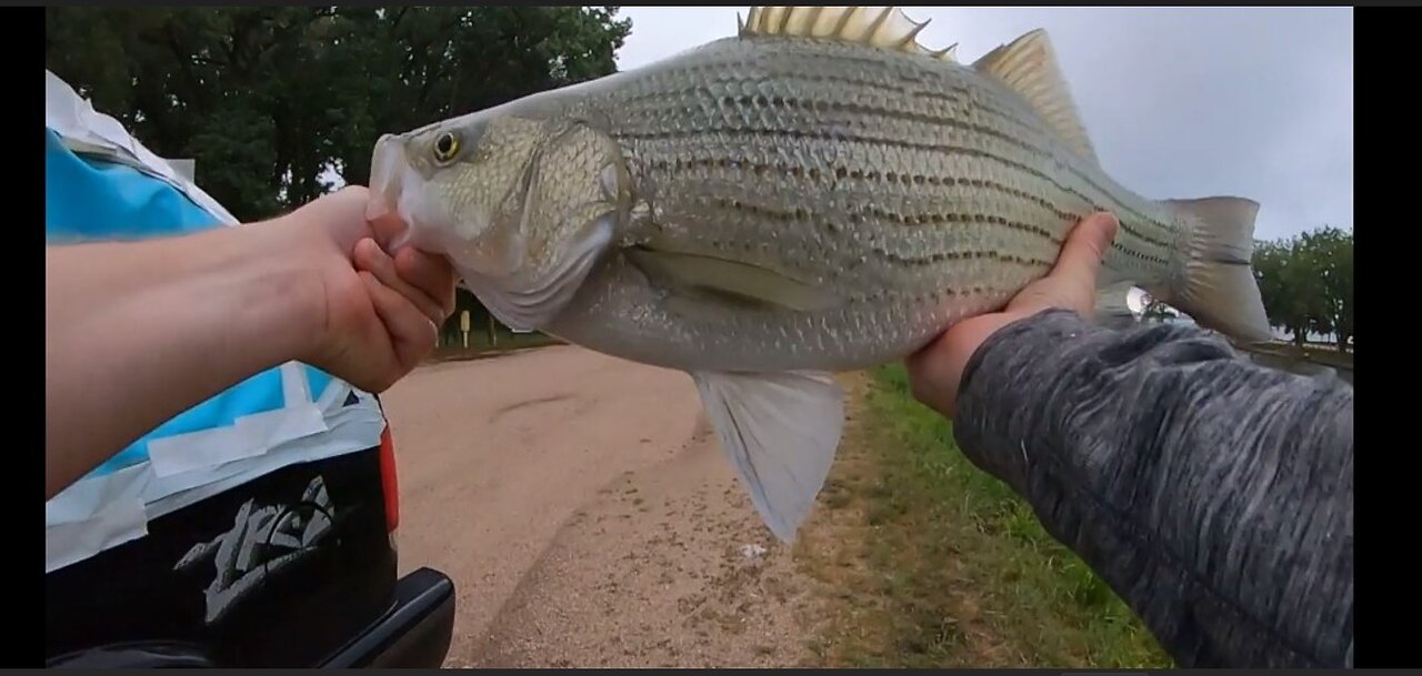 Wipers, Chanel Cats & 18lb 7oz Flathead at the Inlet - 8/8/2024