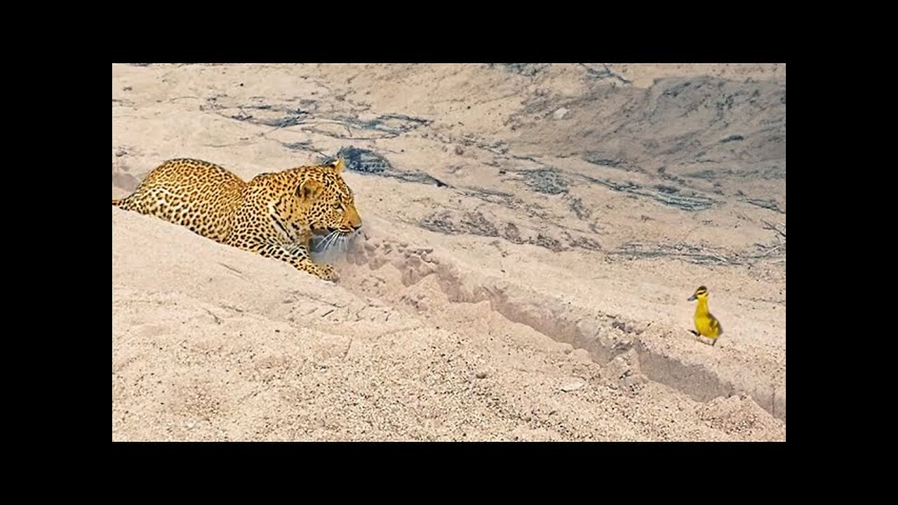 Little innocent bird become food of wild tiger