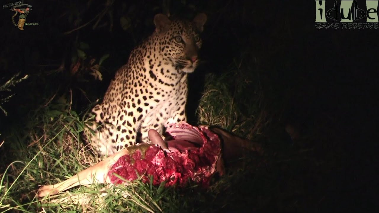 Young Male Leopard Feeding In The Dark