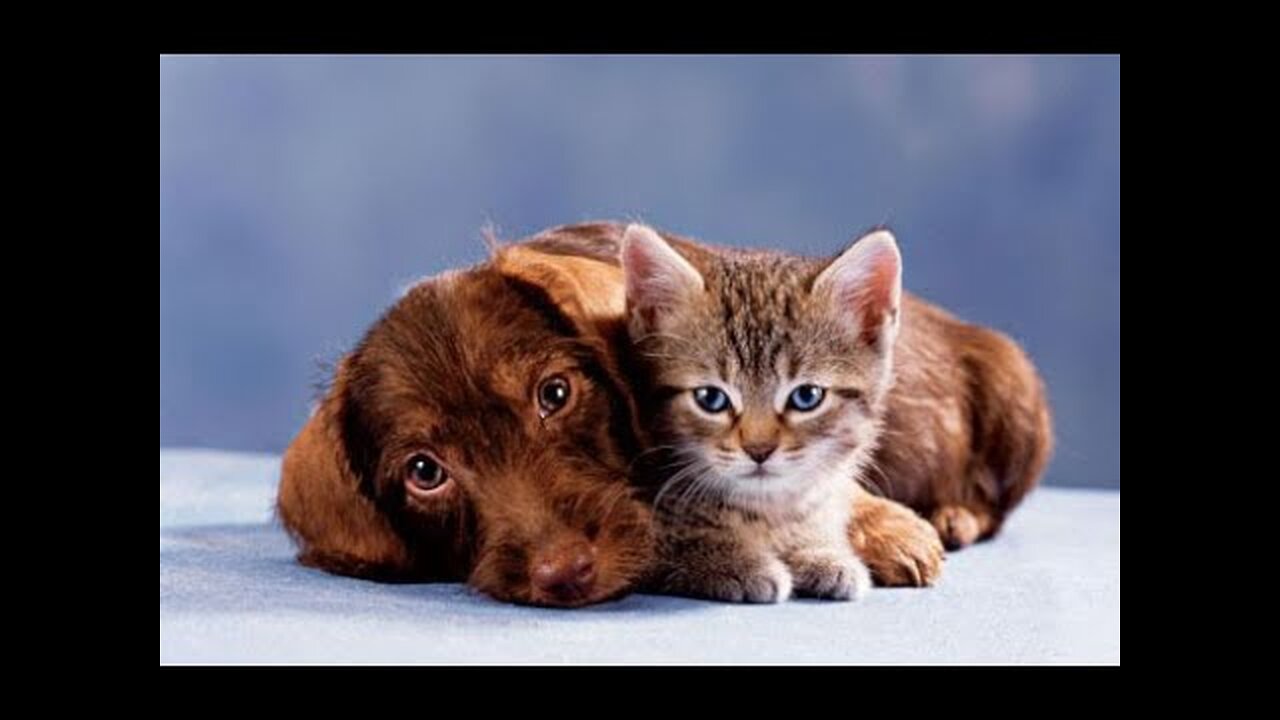 New Funny Animals Video 2023 | Funniest Cats and Dogs Videos | New Funny Video Of Cat And Dogs